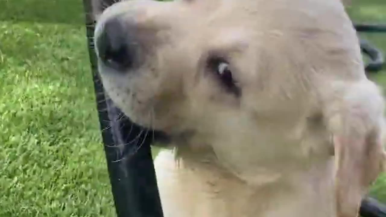 Adorable puppy puts everything in his mouth