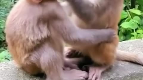 2 monkeys love each other