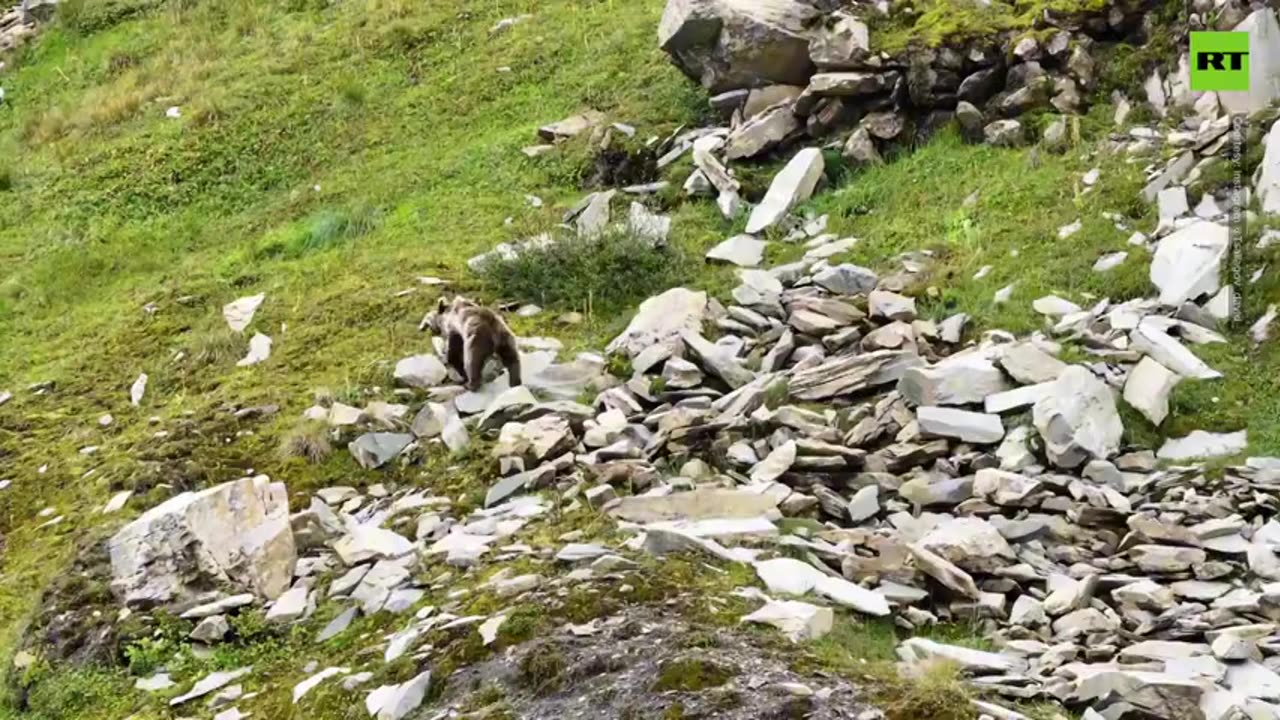 Cute bear cub tries dodging paparazzi in Russian mountains.mp4