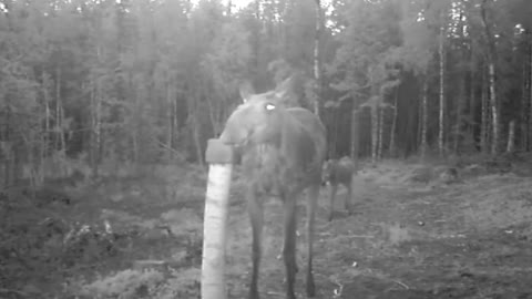 Mother Moose Protects Baby Calf From Hungry Wolves