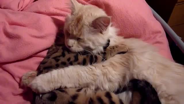 Two Cate Cuddling masti funny video