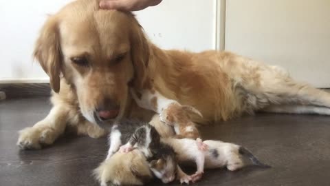 Golden Retriever Cares for Kittens