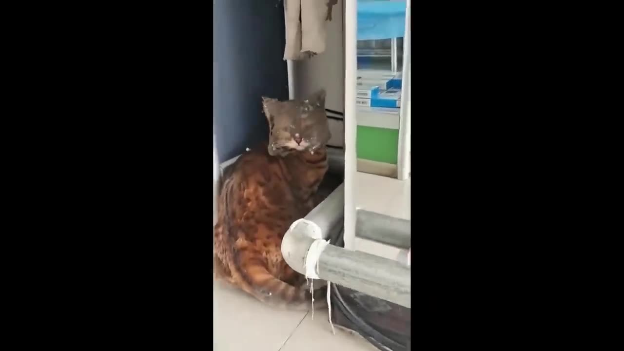 Funny cats