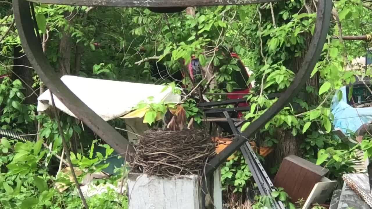 Baby Birdies