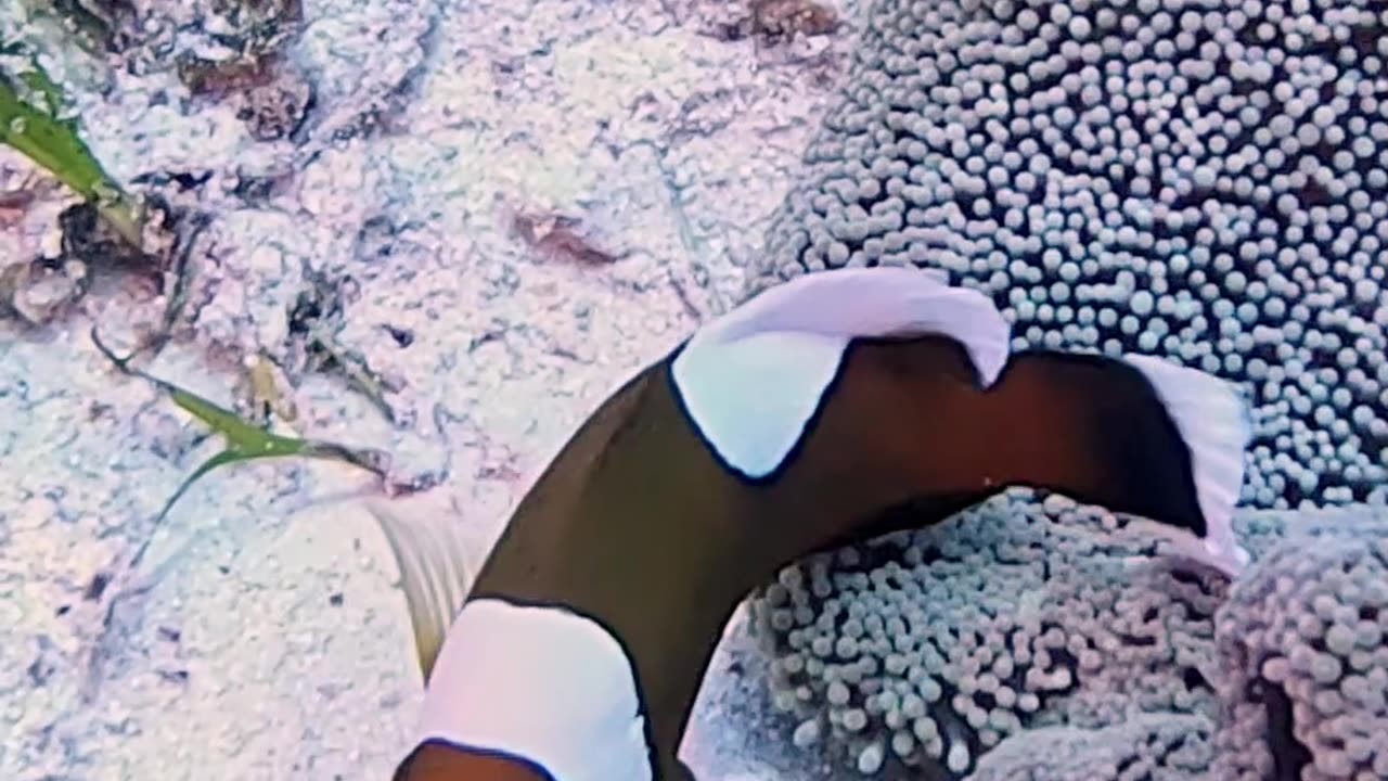 Saddleback Clownfish Fans Fresh Water Over Eggs