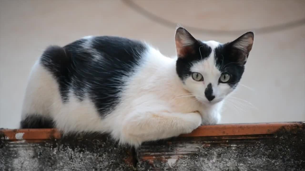 Cats video