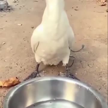 What greed he wanted to eat again 😂