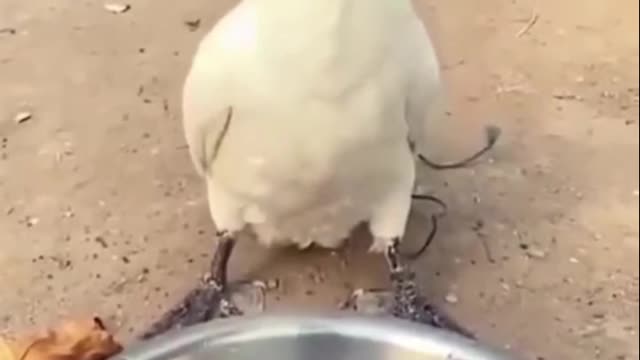 What greed he wanted to eat again 😂