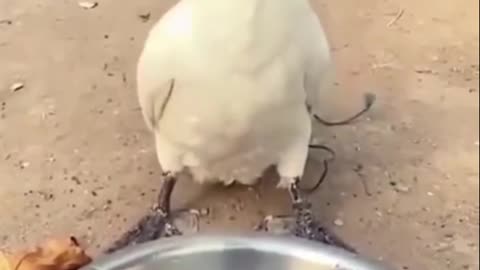 What greed he wanted to eat again 😂