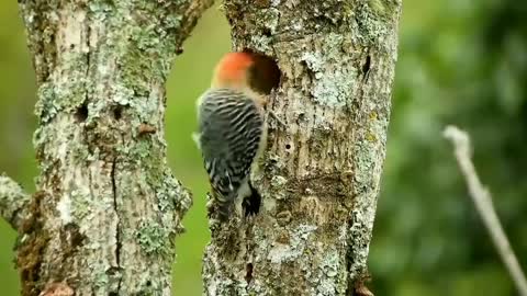 4k birds video l amazing birds l beautifull nature