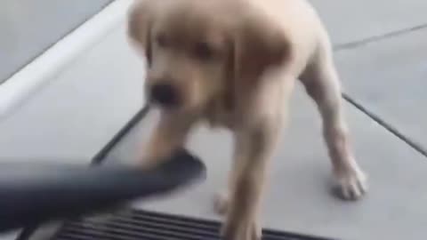 Cute puppy play with a Vacuum Cleaner