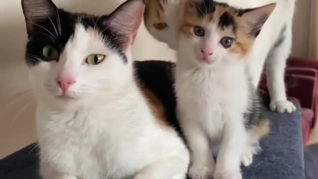 Cute cats compilation