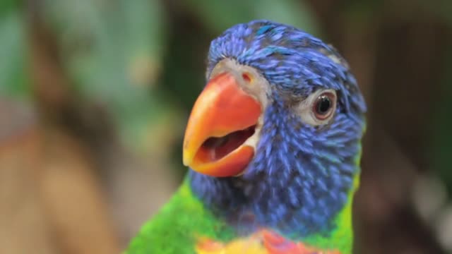 Beautiful PARROT ||4K Video Ultra HD 2022