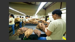 Dominican Republic Cigar Bloggers Tour General Cigar 2011