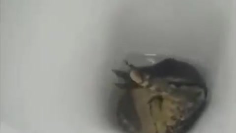 I went to pee, and at the same time I pooped...