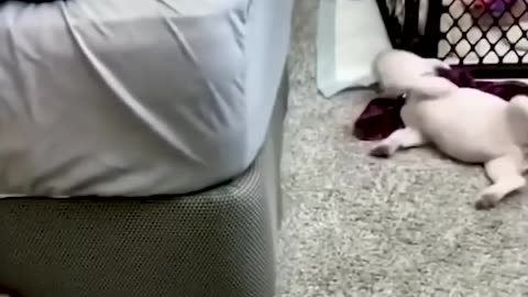 LoL pets for Laughter