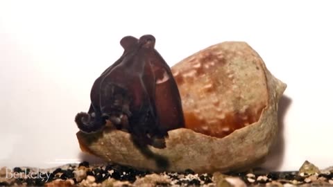 Octopus to shrimp: "Gotcha!"