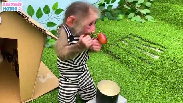BiBi helps dad take care and feed the ducklings