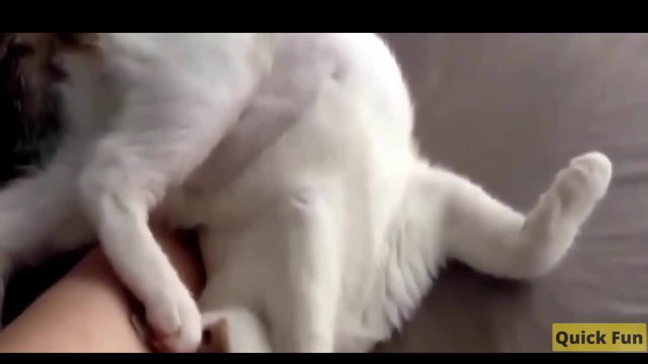 Dogs and Cats Very Funny Videos