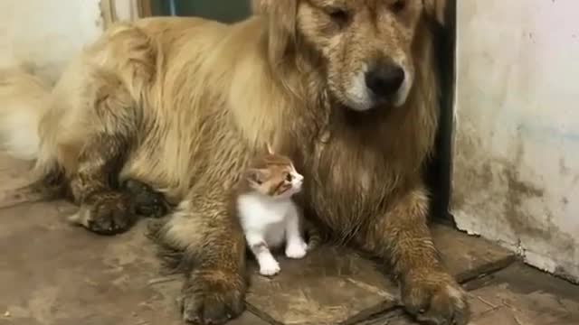 Dirty kitten and puppy