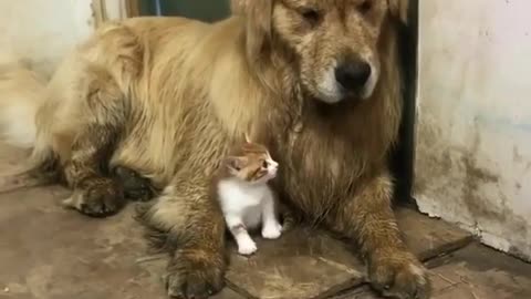 Dirty kitten and puppy