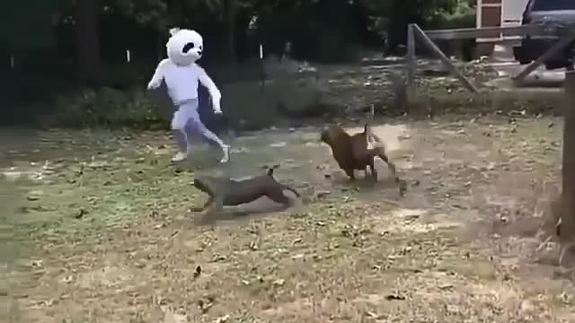 Funny prank bull dog