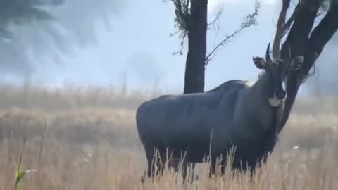 A Big Blue Bull excited to meet a Nilgai How ? |