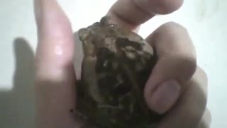 I put a frog in my hand for few seconds, without hurting it [Nature & Animals]