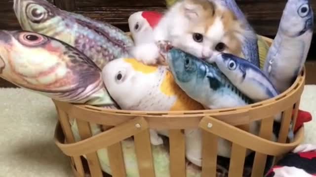 very happy to see fish, whether it is true or false