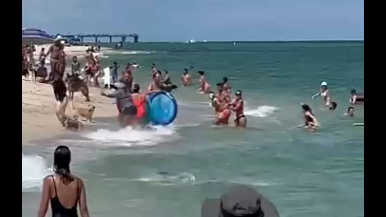 Hammer Head Shark Spotted Eating Lunch At Haulover Miami