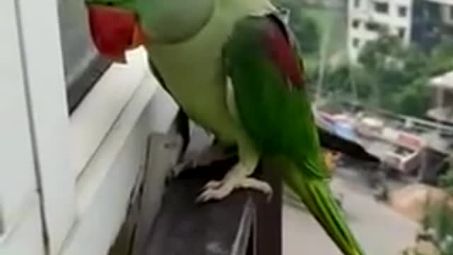 Friendly Talking Parrot Calling Mummy in Lockdown