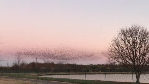 Flock of Birds at Shelby Farms Park