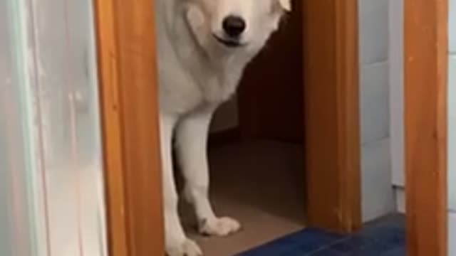 Puppy tries to drink bath water and argues after being denied