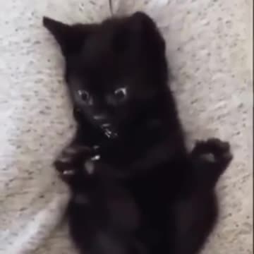 Kitten discovering itself!