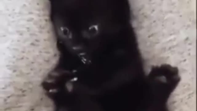Kitten discovering itself!