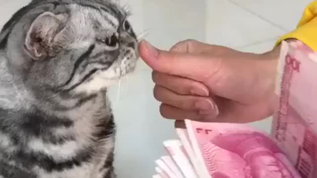 cat funny video