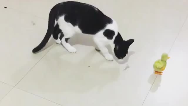 Cats scared from toy of chick