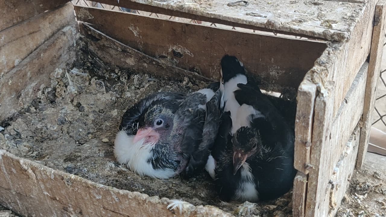 Beautiful Pigeons