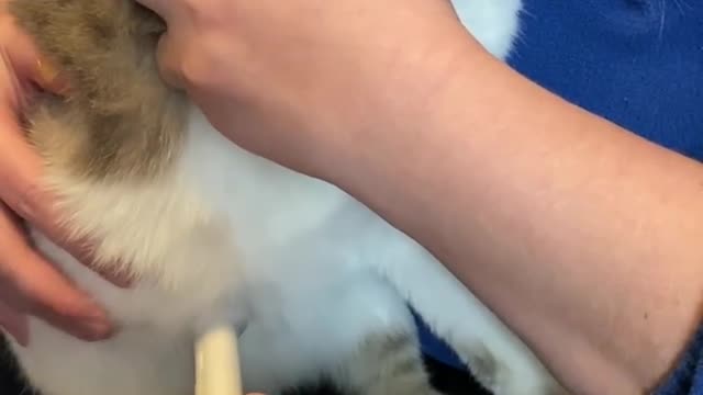 Mama Cat Does The Cutest Thing While She's In Labor