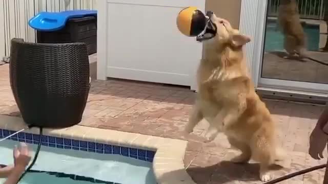 Dolly playing water polo