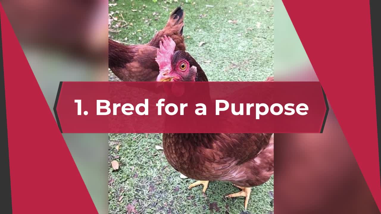 Bred for a Purpose