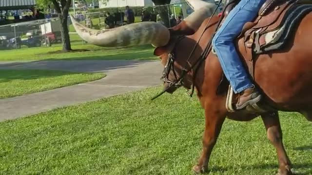 Riding a Huge Horned Steer