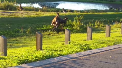 Kangaroo fight