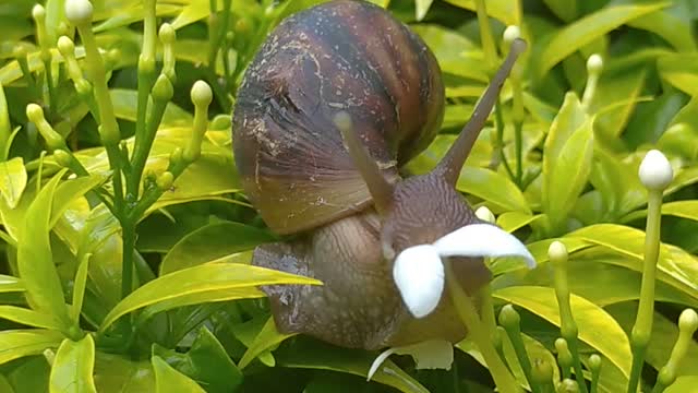 did you see Snail eat flowers