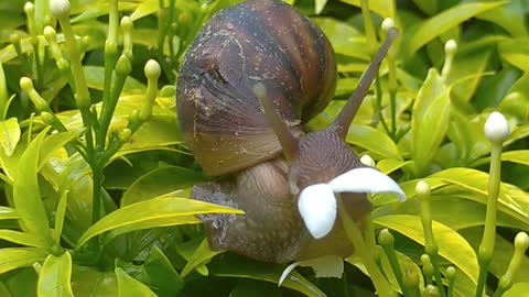 did you see Snail eat flowers