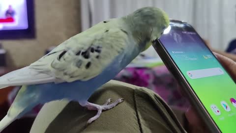 Bird love with mobile