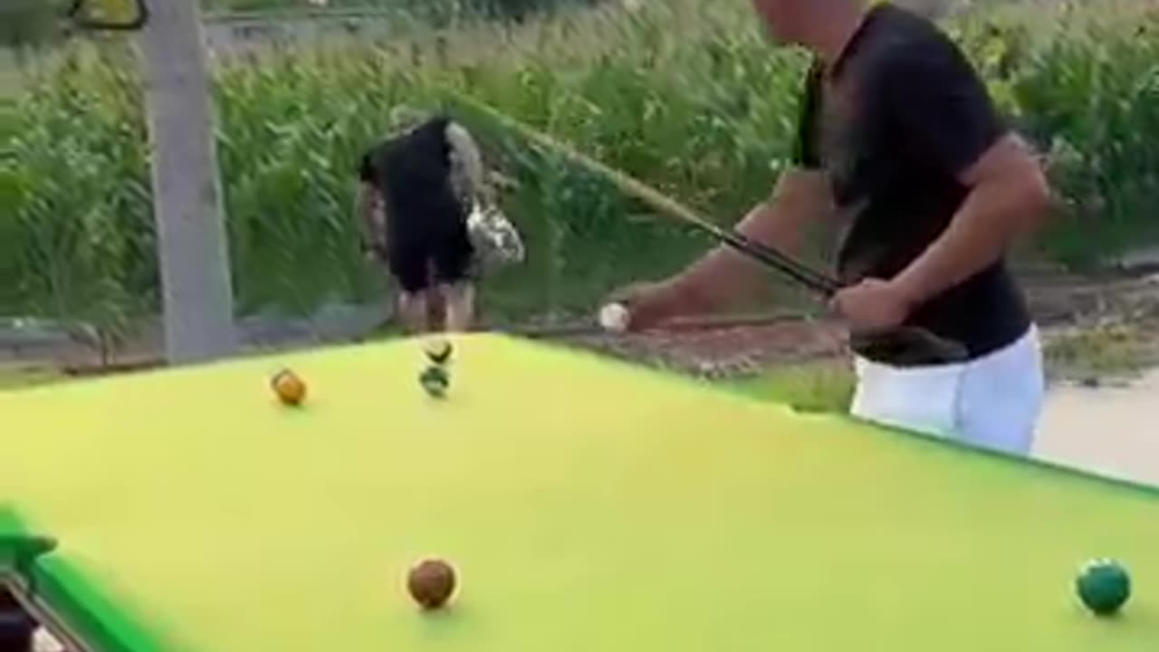 Funny pool shots