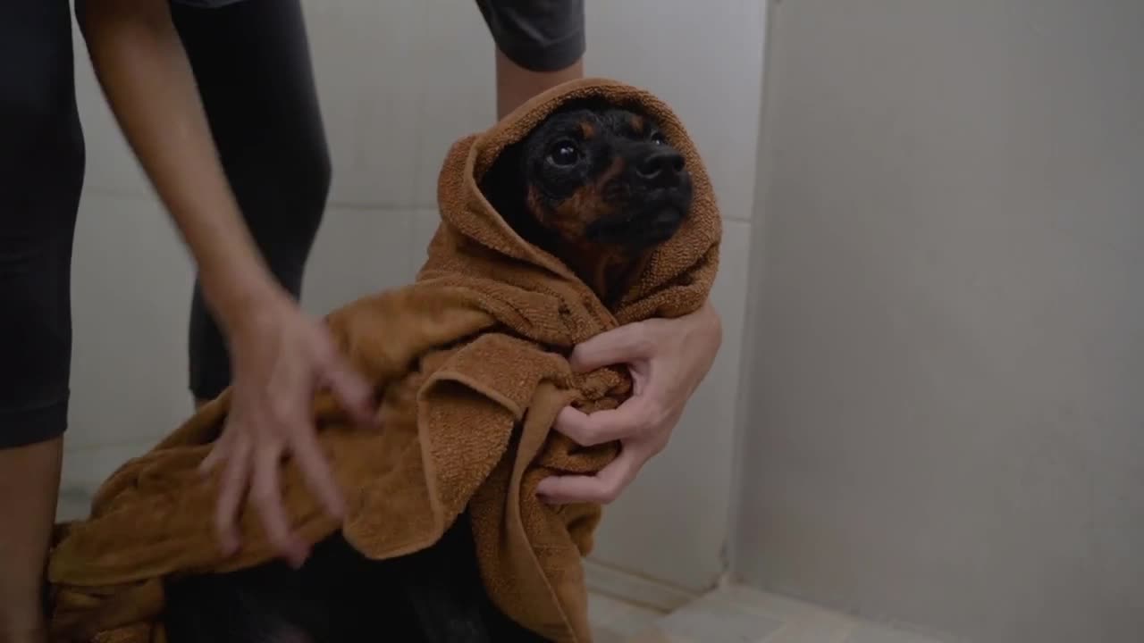 Small dogs are shampoo to foamy in the bathroom