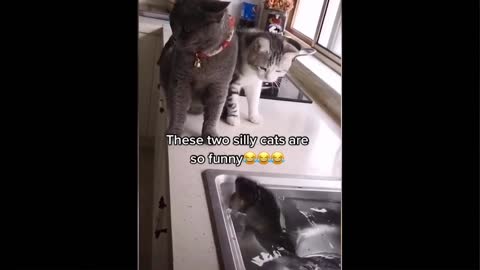 Funny animal videos- best of the 2021 cute cats