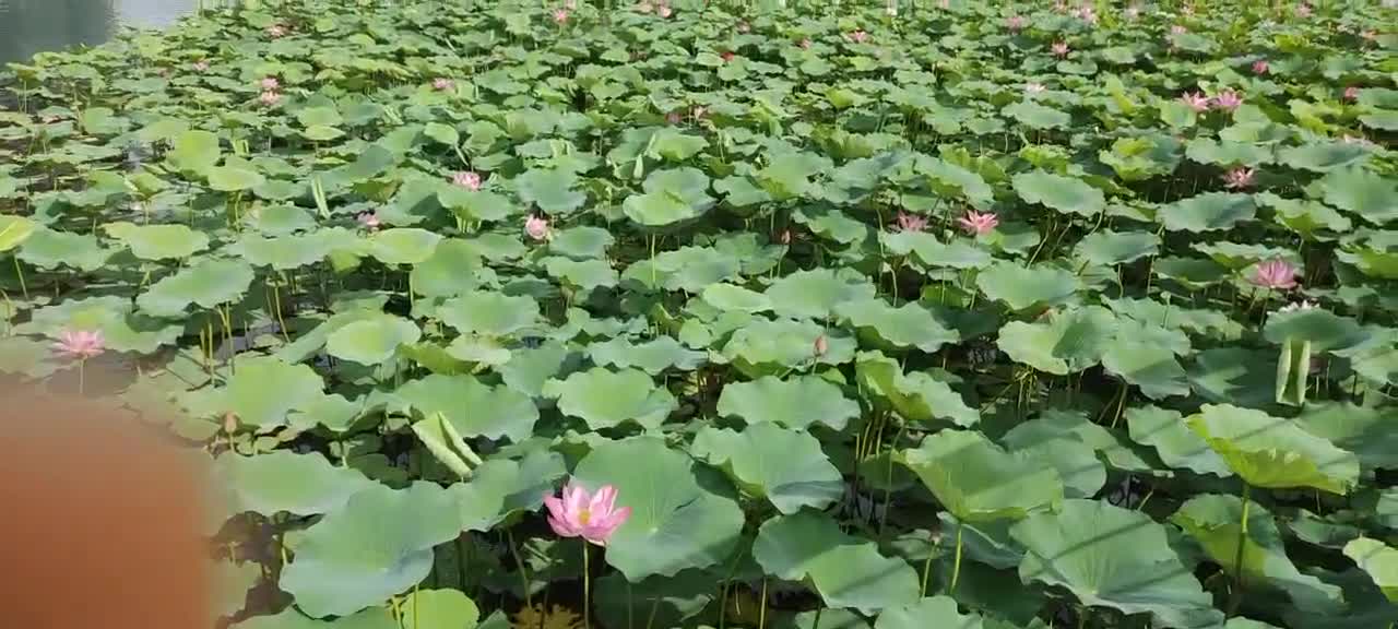 The beauty of the lotus lake is refreshing